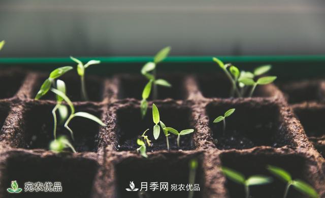 河南苗木人你可知實生苗和自根苗有什么區(qū)別？(圖1)