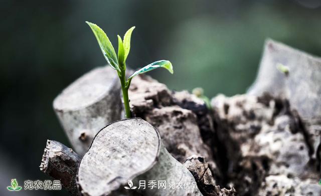 河南苗木人你可知實生苗和自根苗有什么區(qū)別？(圖2)