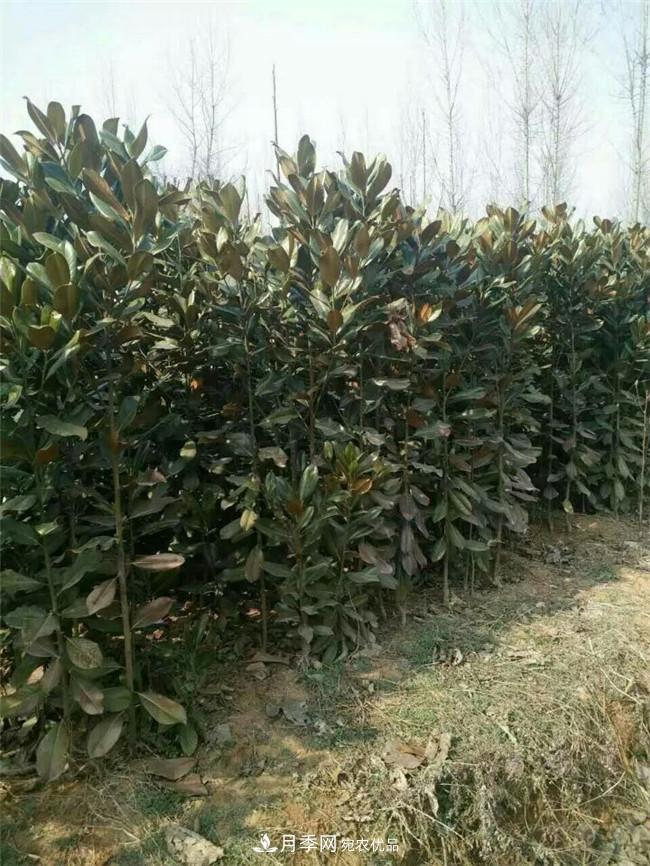 南陽南召玉蘭基地，廣玉蘭苗木繁育技術(shù)分享(圖1)