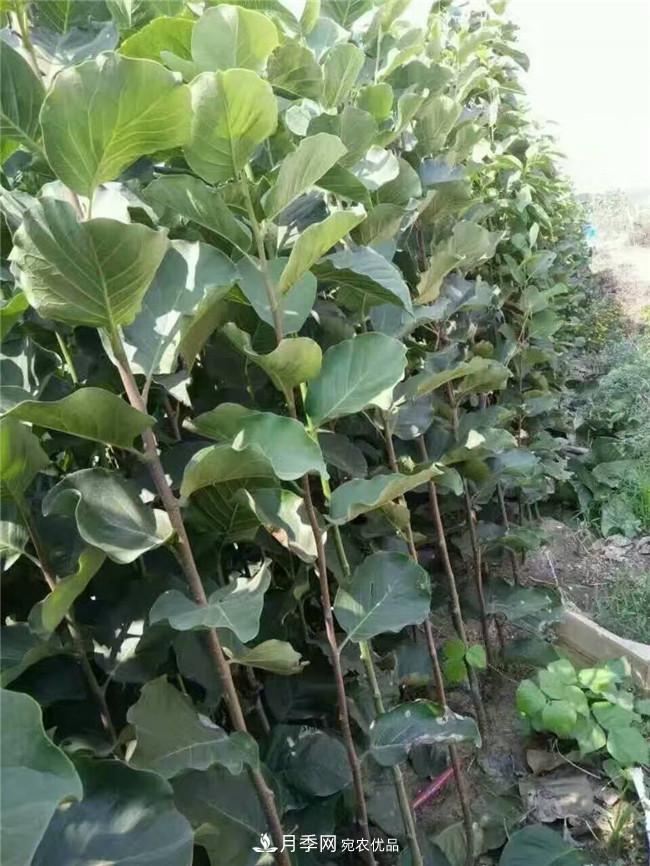 南陽南召玉蘭基地，廣玉蘭苗木繁育技術(shù)分享(圖2)