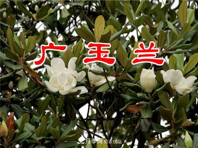 南陽南召玉蘭基地，廣玉蘭苗木繁育技術(shù)分享(圖3)