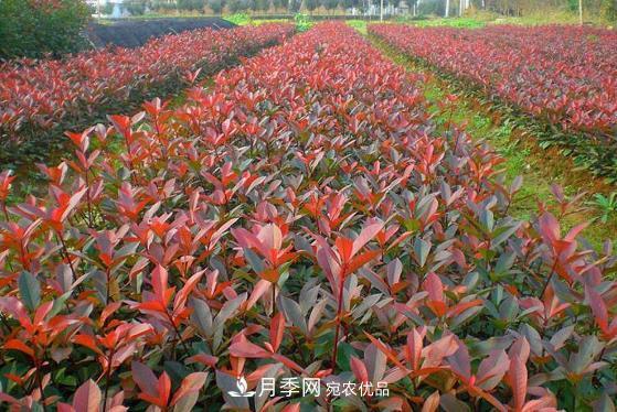 南陽(yáng)市內(nèi)鄉(xiāng)縣五角楓紅葉石楠基地(圖1)