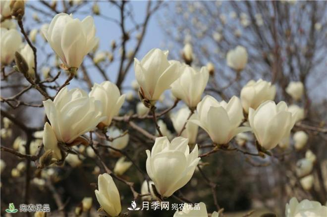 中國(guó)玉蘭之鄉(xiāng)，南陽(yáng)白玉蘭花開潔白如玉(圖1)