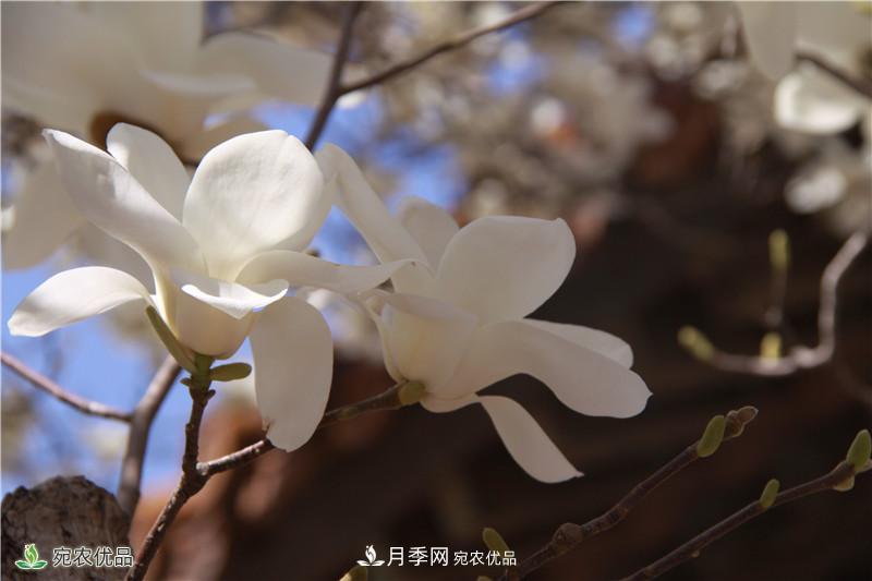 中國(guó)玉蘭之鄉(xiāng)，南陽(yáng)白玉蘭花開潔白如玉(圖4)