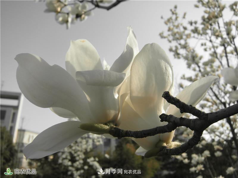 中國(guó)玉蘭之鄉(xiāng)，南陽(yáng)白玉蘭花開潔白如玉(圖3)