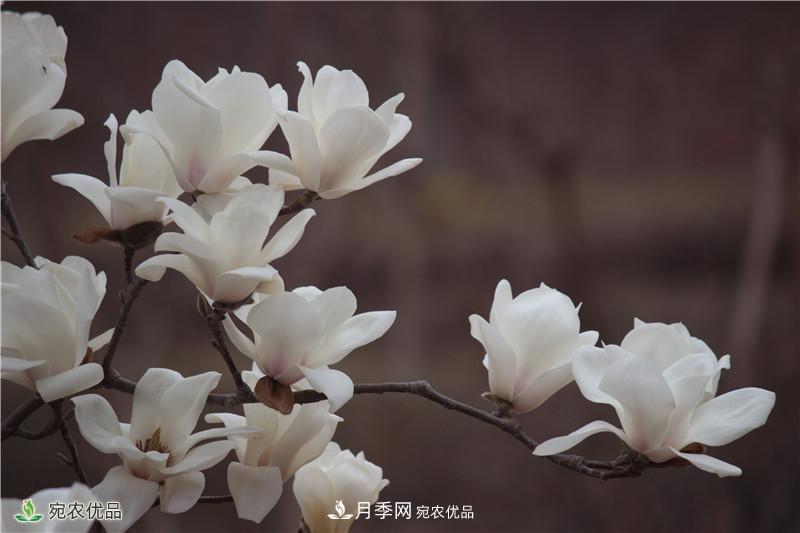 中國(guó)玉蘭之鄉(xiāng)，南陽(yáng)白玉蘭花開潔白如玉(圖2)