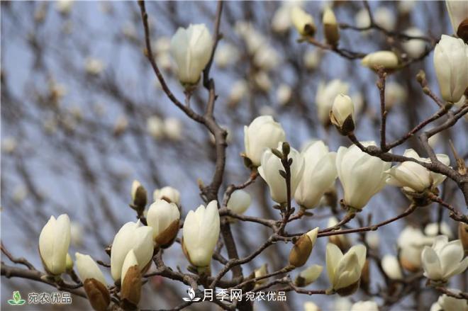 中國(guó)玉蘭之鄉(xiāng)，南陽(yáng)白玉蘭花開潔白如玉(圖6)