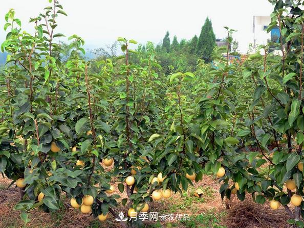 南陽市臥龍區(qū)陸營(yíng)鎮(zhèn)桃樹苗種植合作社(圖2)