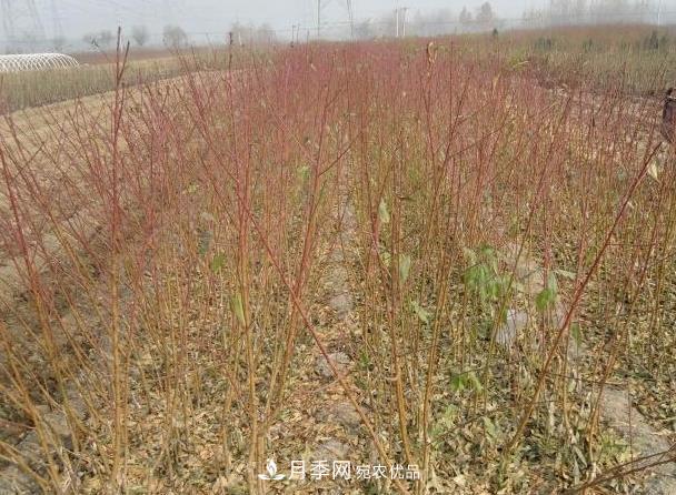 南陽市臥龍區(qū)陸營(yíng)鎮(zhèn)桃樹苗種植合作社(圖1)