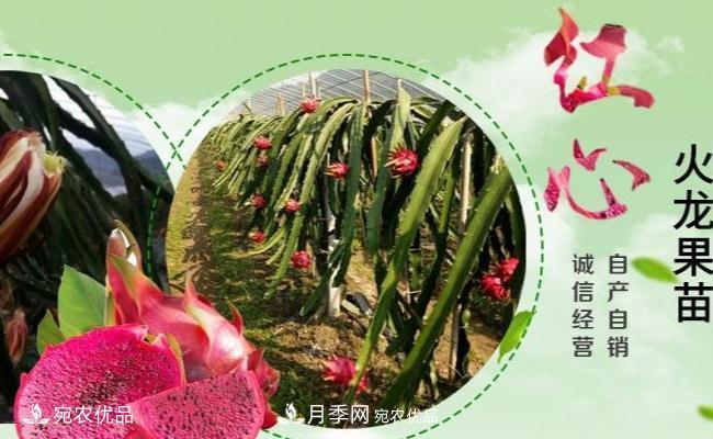 南陽火龍果苗種植方法簡單易成活，記住五點(diǎn)產(chǎn)量高(圖1)