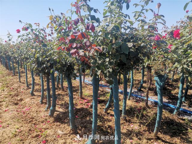 什么樣的南陽苗木才能賣出高價(jià)！(圖1)
