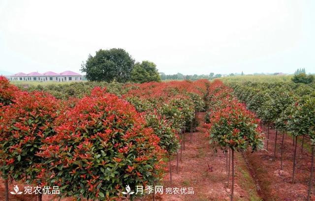 苗木怎么才能賺大錢？首先你得學(xué)會(huì)炒作(圖1)
