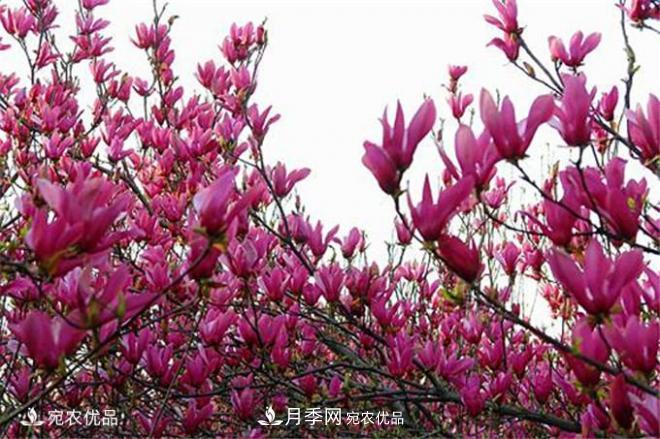 中國辛夷之鄉(xiāng)，帶你看看什么是南陽南召辛夷花(圖1)
