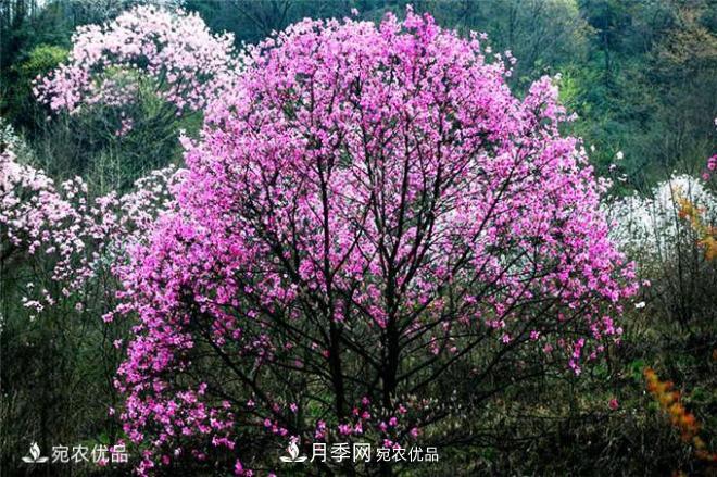 中國辛夷之鄉(xiāng)，帶你看看什么是南陽南召辛夷花(圖2)