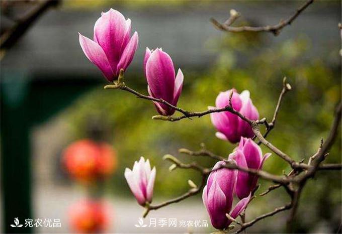 中國辛夷之鄉(xiāng)，帶你看看什么是南陽南召辛夷花(圖3)