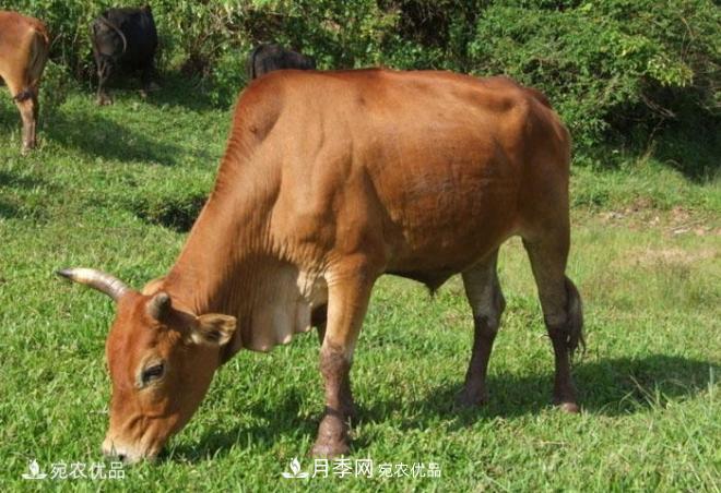 南陽黃牛，中國地理標志保護農(nóng)產(chǎn)品(圖2)