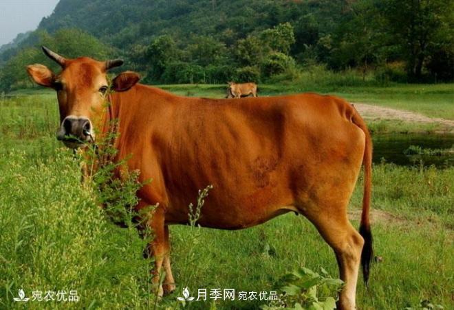 南陽黃牛，中國地理標志保護農(nóng)產(chǎn)品(圖1)