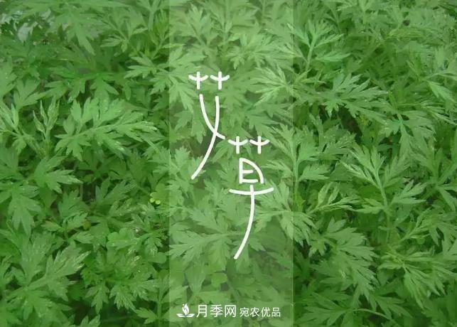 南陽艾草產(chǎn)業(yè)發(fā)展規(guī)劃（2019-2023 年），快來看看吧！(圖3)