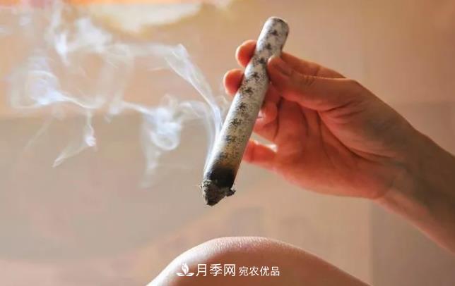 南陽艾草產(chǎn)業(yè)發(fā)展規(guī)劃（2019-2023 年），快來看看吧！(圖2)