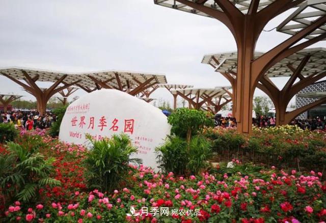 南陽月季大觀園，單靠月季你引不起“全村人”的興趣！(圖1)