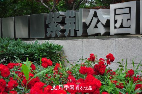 常州紫荊公園走紅，被稱“世界月季名園”，免門票創(chuàng)世界**(圖1)