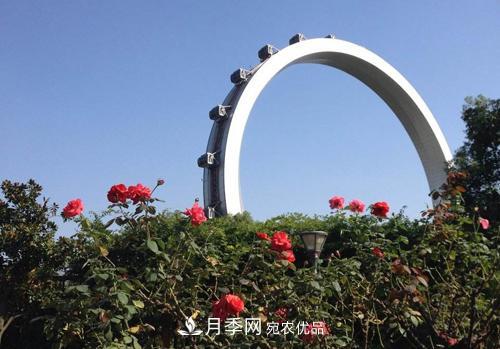 常州紫荊公園走紅，被稱“世界月季名園”，免門票創(chuàng)世界**(圖2)