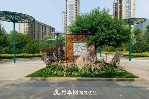常州紫荊公園走紅，被稱“世界月季名園”，免門票創(chuàng)世界**(圖3)