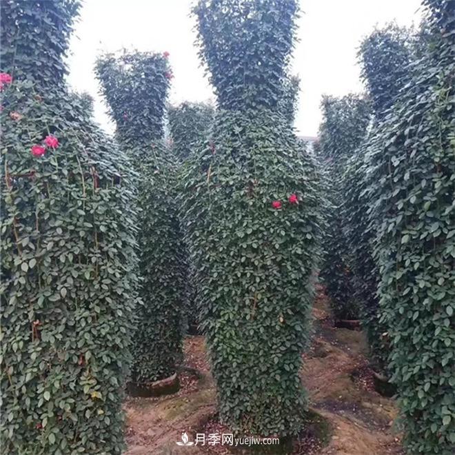 月季花瓶，南陽(yáng)基地花瓶造型月季批發(fā)價(jià)格(圖1)