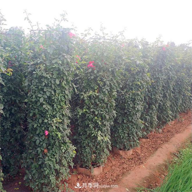 月季花瓶，南陽(yáng)基地花瓶造型月季批發(fā)價(jià)格(圖3)