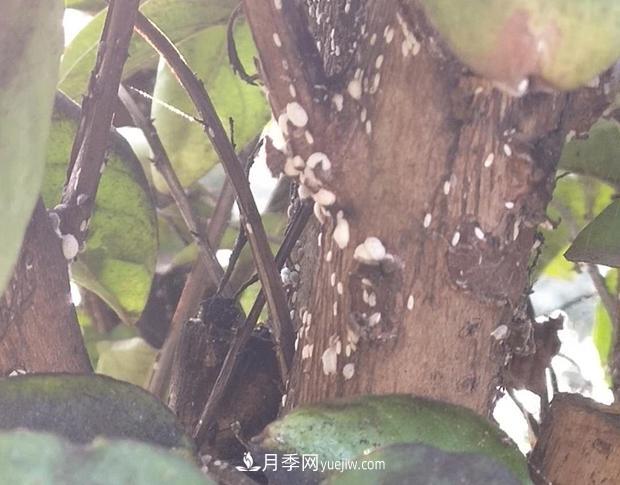 紫薇葉片蒙上一層“煤油”？罪魁禍首是它(圖1)