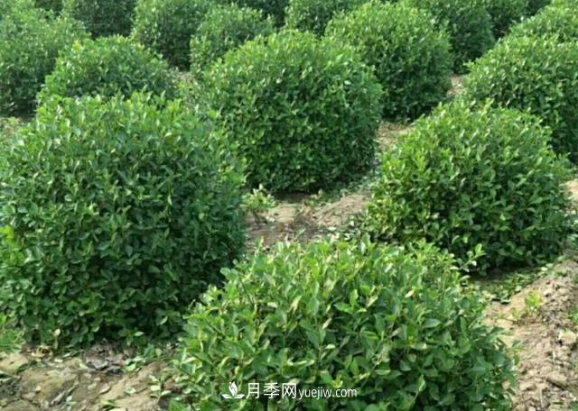 2020年苗木行業(yè)開啟價格白刃戰(zhàn)，誰主沉??？(圖1)