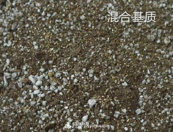 月季剪個(gè)枝，插到土里能生根嗎？(圖2)
