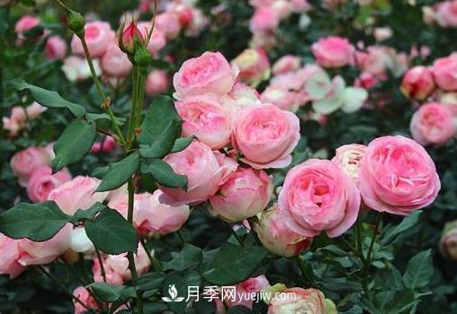 月季剪枝插土生根，扦插條件和辦法詳解(圖1)