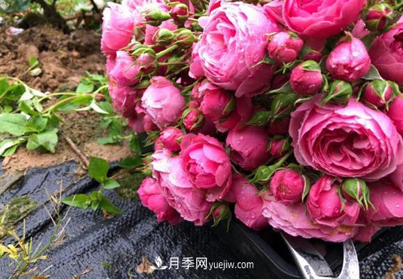 月季用什么土長的更好？很簡單(圖1)