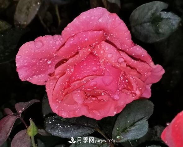 夜色下的謙卑，月季到底有多美？(圖1)