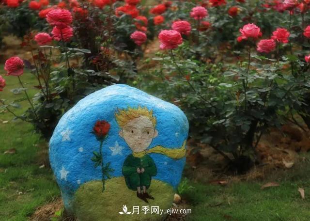 月季/玫瑰花是***具推廣的潛力花木，不用擔(dān)心它的未來(lái)(圖1)