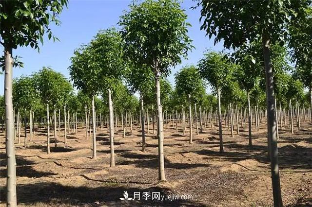 2022年前后會有一波苗木高峰行情？這個說法靠譜嗎？(圖1)