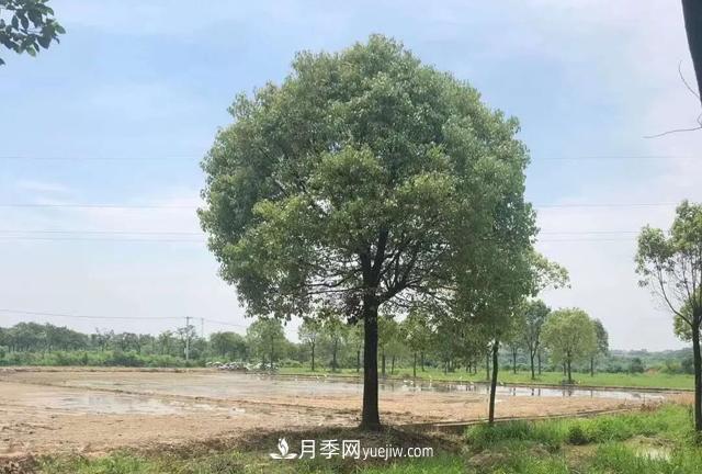 2022年前后會有一波苗木高峰行情？這個說法靠譜嗎？(圖2)