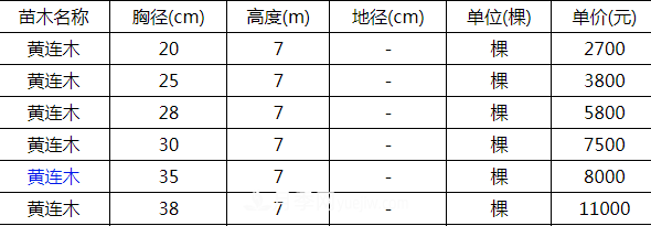 高度7米的黃連木能賣13000元/株？老苗木人道出了價(jià)格實(shí)情(圖2)