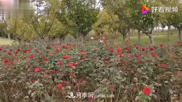 來(lái)山東聊城九州洼月季公園，看這搖曳多姿的月季格桑花(圖1)