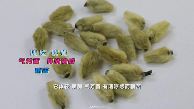 公園里種的玉蘭也是一味藥材，是真的嗎？(圖5)
