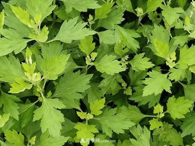 種南陽(yáng)艾草的時(shí)候怎么除草，可不可以用草甘膦(圖1)