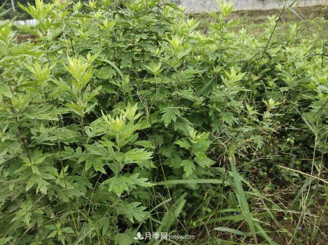 種南陽(yáng)艾草的時(shí)候怎么除草，可不可以用草甘膦(圖2)