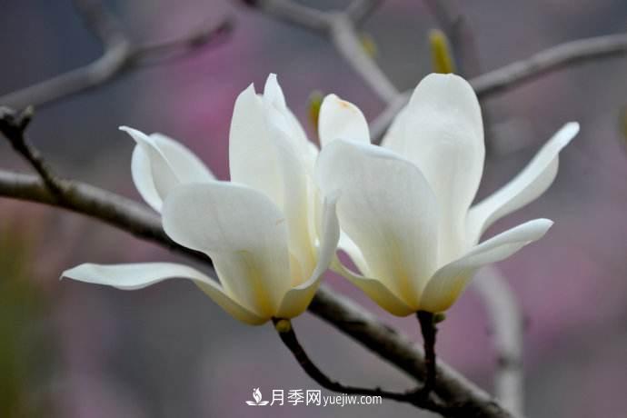 紫玉蘭、白玉蘭、二喬玉蘭、飛黃玉蘭、廣玉蘭等玉蘭怎么分辨？(圖1)