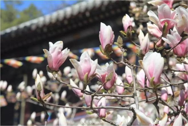 紫玉蘭、白玉蘭、二喬玉蘭、飛黃玉蘭、廣玉蘭等玉蘭怎么分辨？(圖5)