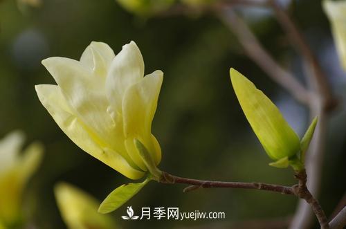 紫玉蘭、白玉蘭、二喬玉蘭、飛黃玉蘭、廣玉蘭等玉蘭怎么分辨？(圖8)