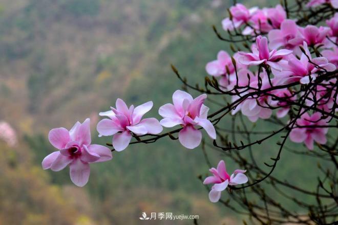 紫玉蘭、白玉蘭、二喬玉蘭、飛黃玉蘭、廣玉蘭等玉蘭怎么分辨？(圖10)