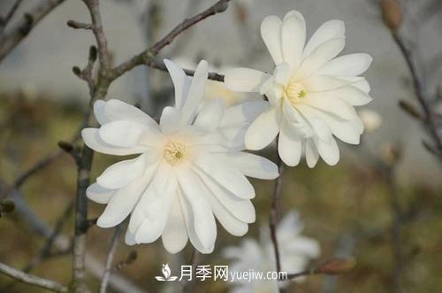 紫玉蘭、白玉蘭、二喬玉蘭、飛黃玉蘭、廣玉蘭等玉蘭怎么分辨？(圖14)