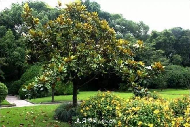 紫玉蘭、白玉蘭、二喬玉蘭、飛黃玉蘭、廣玉蘭等玉蘭怎么分辨？(圖13)