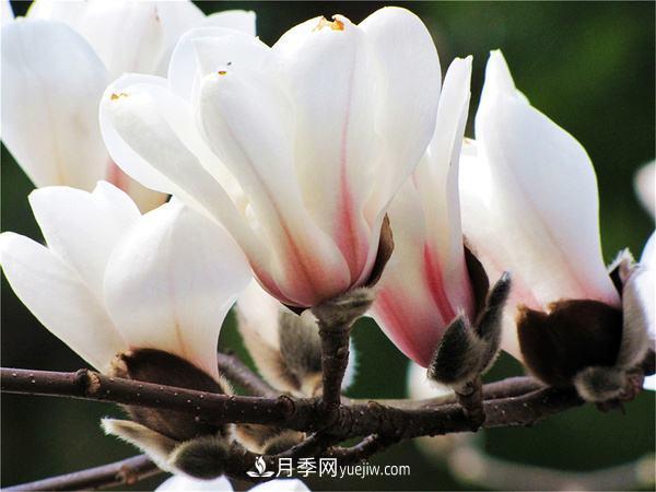 紫玉蘭、白玉蘭、二喬玉蘭、飛黃玉蘭、廣玉蘭等玉蘭怎么分辨？(圖15)